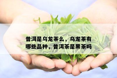 普洱是乌龙茶么，乌龙茶有哪些品种，普洱茶是黑茶吗