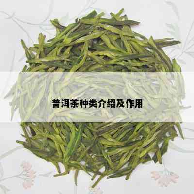 普洱茶种类介绍及作用