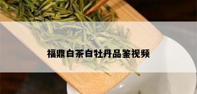 福鼎白茶白牡丹品鉴视频