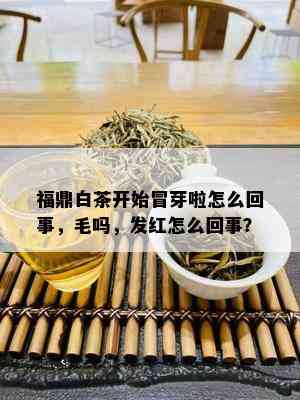 福鼎白茶开始冒芽啦怎么回事，毛吗，发红怎么回事？