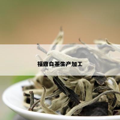 福鼎白茶生产加工