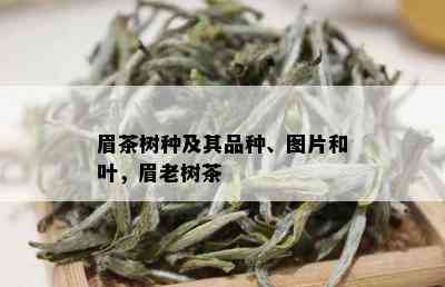 眉茶树种及其品种、图片和叶，眉老树茶