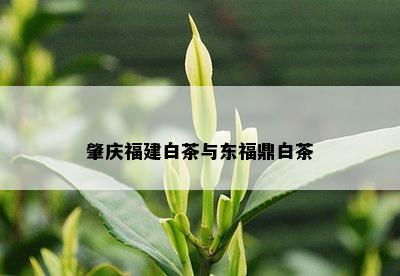 肇庆福建白茶与东福鼎白茶