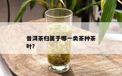 普洱茶归属于哪一类茶种茶叶？