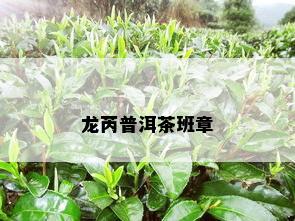 龙芮普洱茶班章