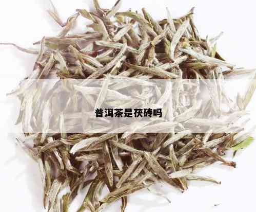 普洱茶是茯砖吗