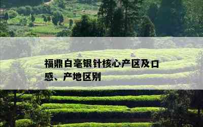 福鼎白毫银针核心产区及口感、产地区别