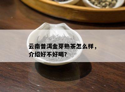 云南普洱金芽熟茶怎么样，介绍好不好喝？