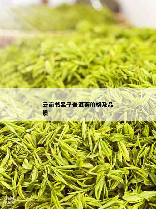 云南书呆子普洱茶价格及品质