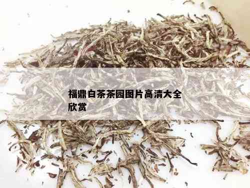 福鼎白茶茶园图片高清大全欣赏