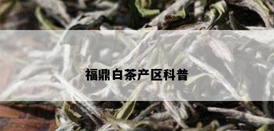 福鼎白茶产区科普