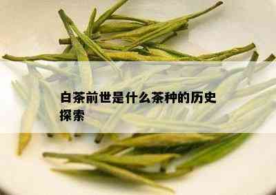 白茶前世是什么茶种的历史探索