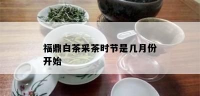 福鼎白茶采茶时节是几月份开始