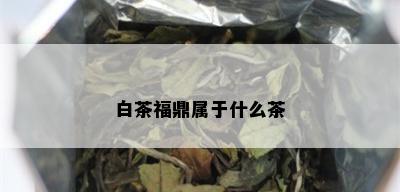 白茶福鼎属于什么茶