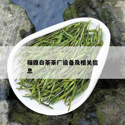 福鼎白茶茶厂设备及相关信息