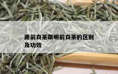 雨前白茶跟明前白茶的区别及功效