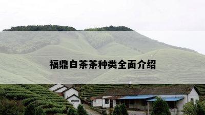 福鼎白茶茶种类全面介绍