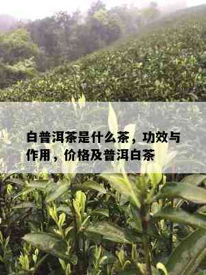 白普洱茶是什么茶，功效与作用，价格及普洱白茶