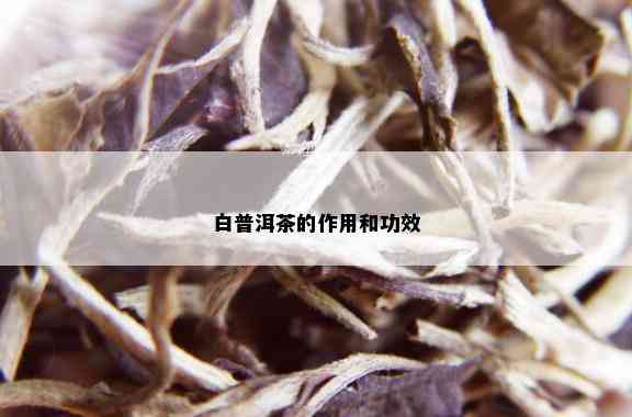 白普洱茶的作用和功效