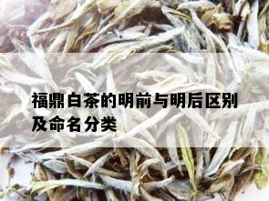 福鼎白茶的明前与明后区别及命名分类