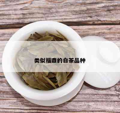 类似福鼎的白茶品种