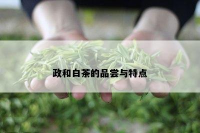 政和白茶的品尝与特点