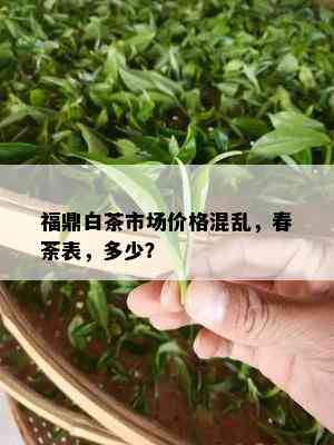 福鼎白茶市场价格混乱，春荼表，多少？