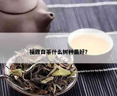 福鼎白茶什么树种更好？