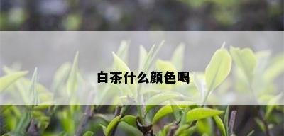 白茶什么颜色喝