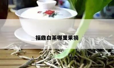 福鼎白茶哪里采摘