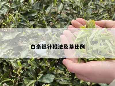 白毫银针投法及茶比例