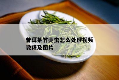 普洱茶竹壳虫怎么处理视频教程及图片