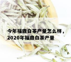 今年福鼎白茶产量怎么样，2020年福鼎白茶产量