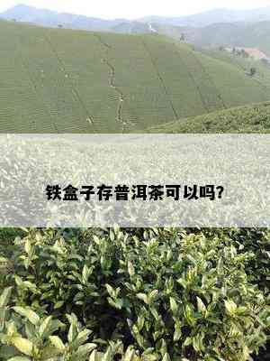 铁盒子存普洱茶可以吗？