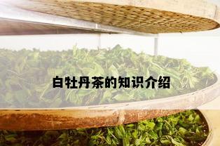 白牡丹茶的知识介绍