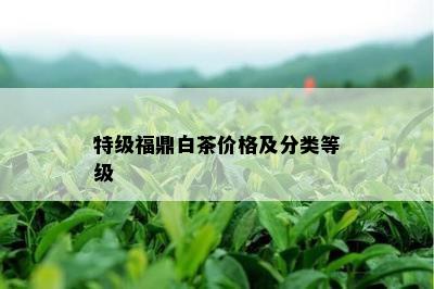 特级福鼎白茶价格及分类等级