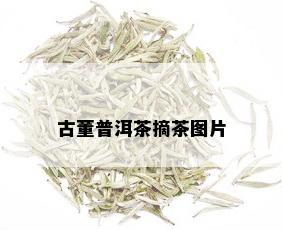 古董普洱茶摘茶图片