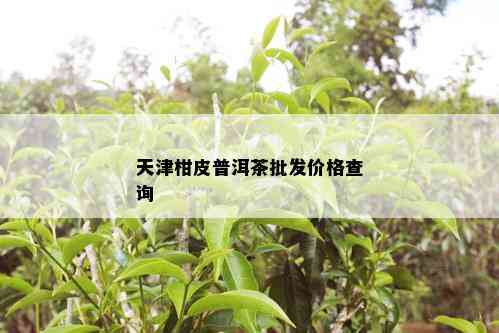 天津柑皮普洱茶批发价格查询