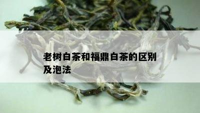 老树白茶和福鼎白茶的区别及泡法