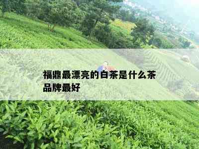 福鼎最漂亮的白茶是什么茶品牌更好