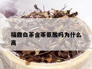 福鼎白茶含茶氨酸吗为什么高