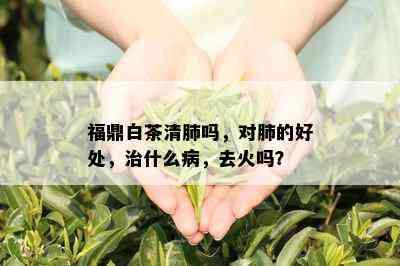 福鼎白茶清肺吗，对肺的好处，治什么病，去火吗？