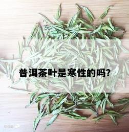 普洱茶叶是寒性的吗？