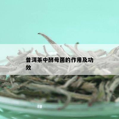 普洱茶中酵母菌的作用及功效