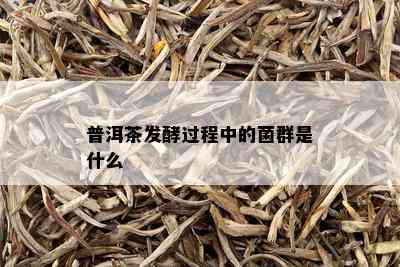 普洱茶发酵过程中的菌群是什么