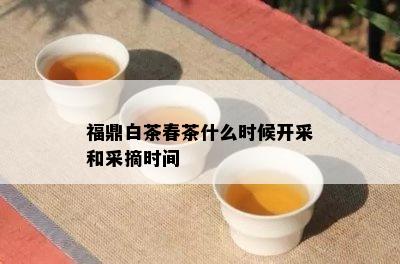 福鼎白茶春茶什么时候开采和采摘时间