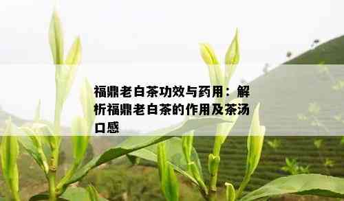 福鼎老白茶功效与药用：解析福鼎老白茶的作用及茶汤口感