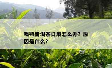 喝熟普洱茶口麻怎么办？原因是什么？