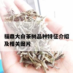 福鼎大白茶树品种特征介绍及相关图片