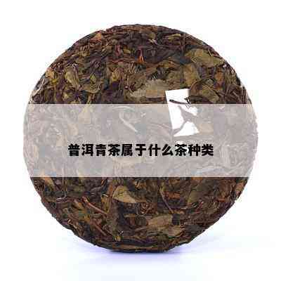 普洱青茶属于什么茶种类